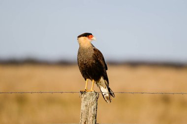 Southern Caracara ,Polyborus plancus , La Pampa Province,  Patagonia, Argentina clipart