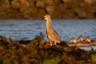 Siyah taçlı gece balıkçıl, Nycticorax nycticorax, gelgit ortamında, Puerto Deseado Santa Cruz, Patagonya, Arjantin.