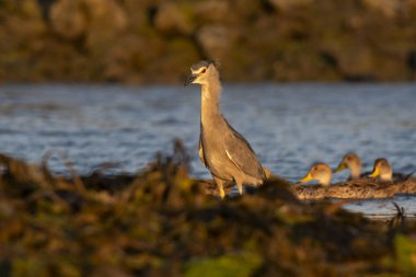 Black crowned Night heron,Nycticorax nycticorax , in intertidal environment, Puerto Deseado Santa Cruz, Patagonia, Argentina. clipart