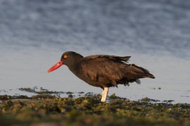 Siyah istiridye avcısı, Haematopus ater, Puerto Deseado Doğa Koruma Alanı, Santa Cruz Eyaleti, Patagonya, Arjantin.