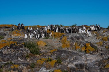 Macellan pengueni, Puerto Deseado, Santa Cruz Eyaleti, Patagonya Arjantin