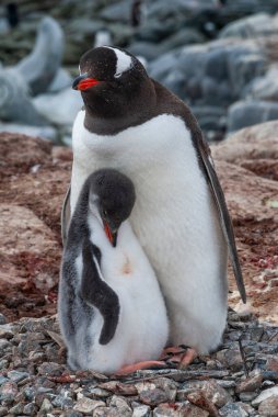 Gentoo Penguin, Pygoscelis papua,  Antartica, Port Lockroy, Antartica. clipart