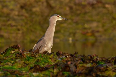 Siyah taçlı gece balıkçıl, Nycticorax nycticorax, gelgit ortamında, Puerto Deseado Santa Cruz, Patagonya, Arjantin.