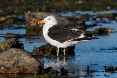 Kelp Gull, Puerto Deseado Nature Reserve, Santa Cruz, Patagonia, Argentina. clipart