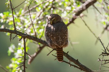 Ferruginous Pygmy owl, Glaucidium brasilianum, Calden forest, La Pampa Province, Patagonia, Argentina. clipart