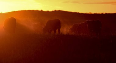 Günbatımında sığır sürüsü, Arjantin kırsal kesimi, La Pampa Eyaleti, Patagonya, Arjantin.