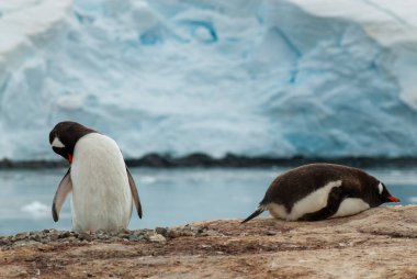 Gentoo Penguen, Pygoscelis papua, Antartika, Port Lockroy, Antartika.