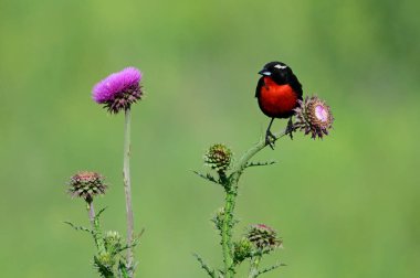 White browed meadowlark, Leistes superciliaris, in grassland environment, La Pampa Province, Argentina. clipart