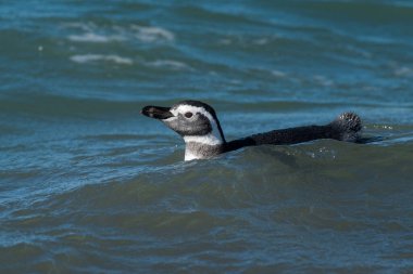 Magellanic penguin, Puerto Deseado, Santa Cruz Province, Patagonia Argentina clipart