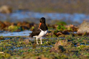 Amerikan istiridye avcısı, Haematopus palliatus, Puerto Deseado Doğa Koruma Alanı, Santa Cruz Eyaleti, Patagonya, Arjantin.