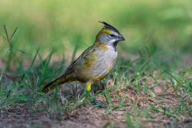 Sarı Kardinal, Gubernatrix Cristata, La Pampa, Arjantin 'de nesli tükenmekte olan türler