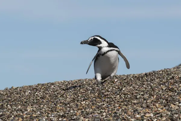 Macellan pengueni, Puerto Deseado, Santa Cruz Eyaleti, Patagonya Arjantin