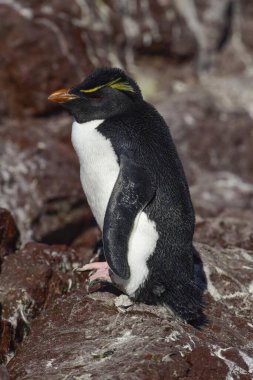 Rockhopper Penguin in Penguin Island,Puerto Deseado, Santa Cruz Province, Patagonia Argentina clipart