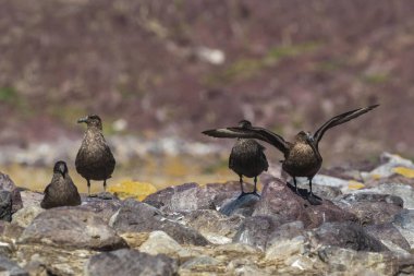 Chilean skua ,Stercorarius chilensis, Isla Pinguino Marine Park, Santa Cruz Province, Patagonia, Argentina. clipart