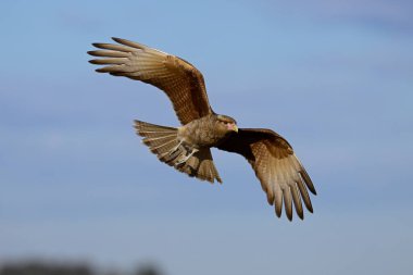 Caracara chimango in flight , La Pampa province, Patagonia , Argentina clipart