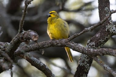 Yelow Cardinal, Gubernatrix cristata, Endangered species in La Pampa, Argentina clipart