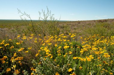 Gaillardia Cabrerae, ENDEMIC ESPECIE fron Lihu Calel Ulusal Parkı, La Pampa, Arjantin. 