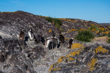 Magellanic penguin, Puerto Deseado, Santa Cruz Province, Patagonia Argentina clipart