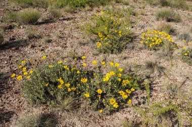Gaillardia Cabrerae, ENDEMIC ESPECIE fron Lihu Calel Ulusal Parkı, La Pampa, Arjantin. 