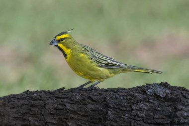 Yelow Cardinal, Gubernatrix cristata, Endangered species in La Pampa, Argentina clipart