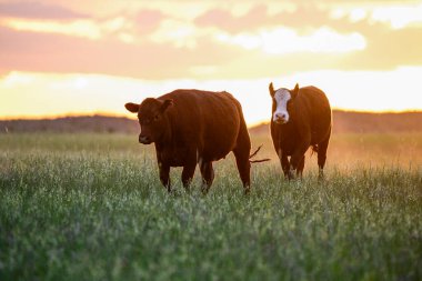 Arjantin kırsalında sığır çobanı, La Pampa Eyaleti, Patagonya, Arjantin.