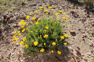 Gaillardia Cabrerae, ENDEMIC ESPECIE fron Lihu Calel Ulusal Parkı, La Pampa, Arjantin. 