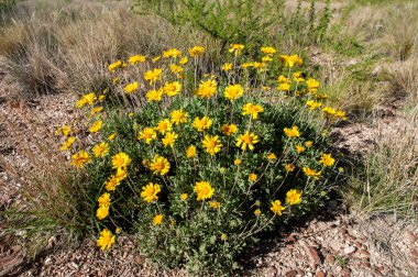 Gaillardia Cabrerae, ENDEMIC ESPECIE fron Lihu Calel Ulusal Parkı, La Pampa, Arjantin. 