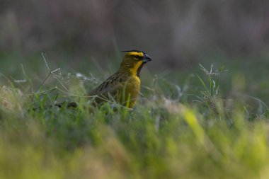 Sarı Kardinal, Gubernatrix Cristata, La Pampa, Arjantin 'de nesli tükenmekte olan türler