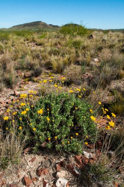 Gaillardia Cabrerae, Lihu Calel Ulusal Parkı, La Pampa, Arjantin 'de güzel sarı çiçekler..