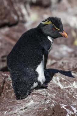 Penguen Adası 'ndaki Rockhopper Pengueni, Puerto Deseado, Santa Cruz Eyaleti, Patagonya Arjantin