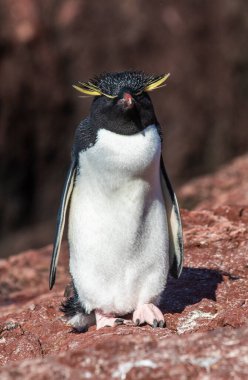 Rockhopper Penguin in Penguin Island,Puerto Deseado, Santa Cruz Province, Patagonia Argentina clipart