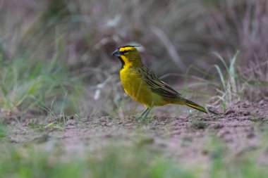 Sarı Kardinal, Gubernatrix Cristata, La Pampa, Arjantin 'de nesli tükenmekte olan türler