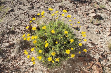 Gaillardia Cabrerae, Lihu Calel Ulusal Parkı, La Pampa, Arjantin 'de güzel sarı çiçekler..