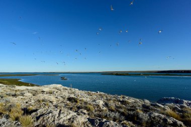 Puerto Deseado Ria, gelgit, Puerto Deseado Doğa Koruma Alanı, Santa Cruz Eyaleti, Patagonya, Arjantin.