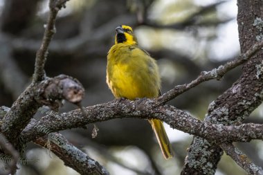 Sarı Kardinal, Gubernatrix Cristata, La Pampa, Arjantin 'de nesli tükenmekte olan türler