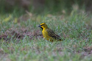 Sarı Kardinal, Gubernatrix Cristata, La Pampa, Arjantin 'de nesli tükenmekte olan türler