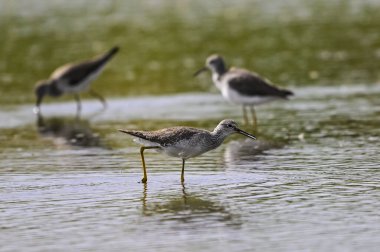 Daha az sarı bacaklı, lagünün dalgalı suları, La Pampa, Patagonya, Arjantin