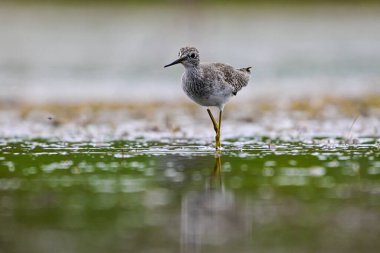 Daha az sarı bacaklı, lagünün dalgalı suları, La Pampa, Patagonya, Arjantin