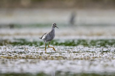 Daha az sarı bacaklı, lagünün dalgalı suları, La Pampa, Patagonya, Arjantin