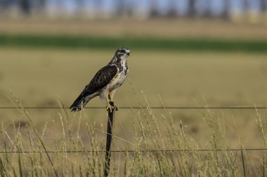 Buteo swainsoni, Swainsons Hawk, La Pampa Provnce, Patagonya, Arjantin 