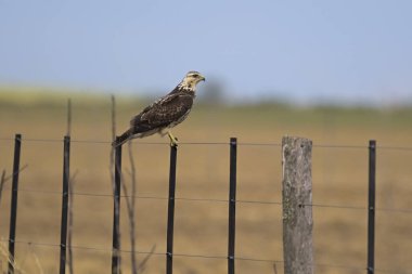 Buteo swainsoni, Swainsons Hawk, La Pampa Provnce, Patagonya, Arjantin 