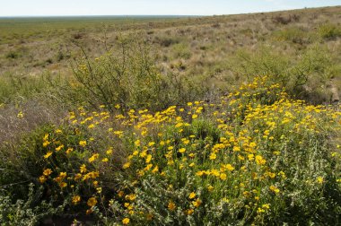 Gaillardia Cabrerae, ENDEMIC ESPECIE fron Lihu Calel Ulusal Parkı, La Pampa, Arjantin. 
