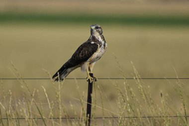 Buteo swainsoni, Swainsons Hawk, La Pampa Provnce, Patagonya, Arjantin 