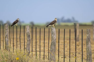 Buteo swainsoni, Swainsons Hawk, La Pampa Provnce, Patagonya, Arjantin 