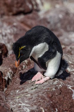 Rockhopper Penguin in Penguin Island,Puerto Deseado, Santa Cruz Province, Patagonia Argentina clipart