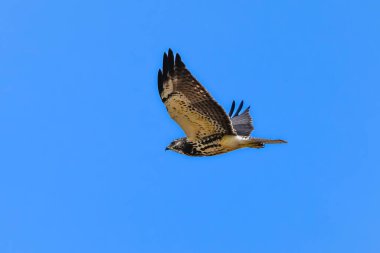Buteo swainsoni, Swainsons Hawk uçuyor, La Pampa Provnce, Patagonya, Arjantin 
