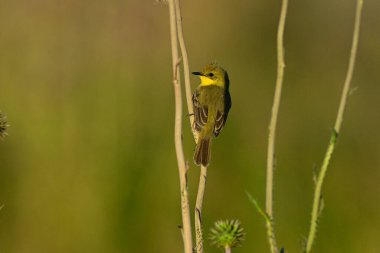 Warbling doradito, Pseudocolopteryx flaviventris, ilkbaharda, La Pampa Eyaleti, Patagonya, Arjantin.