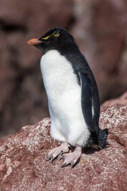 Penguen Adası 'ndaki Rockhopper Pengueni, Puerto Deseado, Santa Cruz Eyaleti, Patagonya Arjantin