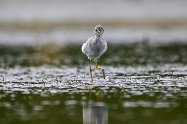 Daha az sarı bacaklı, lagünün dalgalı suları, La Pampa, Patagonya, Arjantin