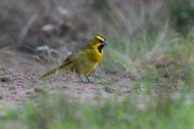 Sarı Kardinal, Gubernatrix Cristata, La Pampa, Arjantin 'de nesli tükenmekte olan türler